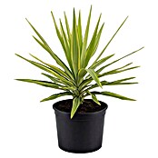Palmlilie (Yucca elephantipes jewel, Topfgröße: 24 cm) | BAUHAUS