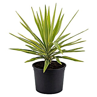 Palmlilie (Yucca elephantipes jewel, Topfgröße: 24 cm)