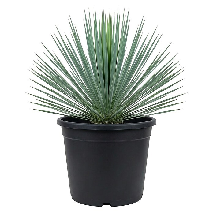 Palmlilie (Yucca rostrata, Topfgröße: 20 cm) | BAUHAUS