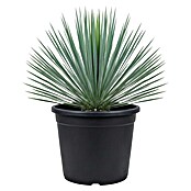 Palmlilie (Yucca rostrata, Topfgröße: 20 cm) | BAUHAUS