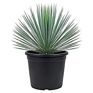Palmlilie (Yucca rostrata, Topfgröße: 20 cm)