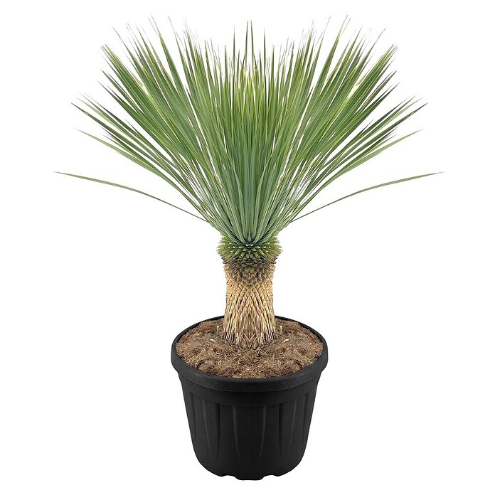Palmlilie (Yucca rostrata) | BAUHAUS