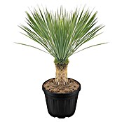 Palmlilie (Yucca rostrata) | BAUHAUS