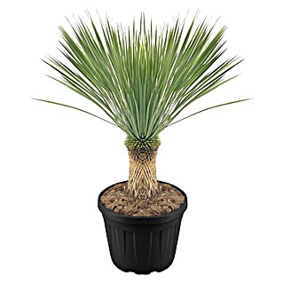 Palmlilie (Yucca rostrata)