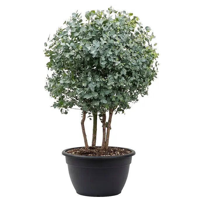 Piardino Eukalyptus - Eucalyptus gunnii Multistamm, Topfgröße: 25 cm - Dekorative Topfpflanze mit runden blaugrünen Blättern und mehreren braunen Stielen im schwarzen Topf.
