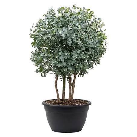 Piardino  Eukalyptus