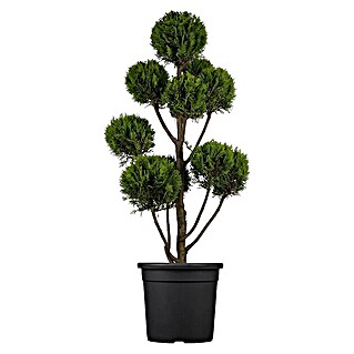 Piardino Leyland-Zypresse (Cupressocyparis leylandii Ponpon, Topfvolumen: 9 l)