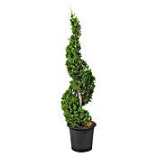 Piardino Leyland-Zypresse (Cupressocyparis leylandii Spirale, Topfvolumen: 9 l) | BAUHAUS