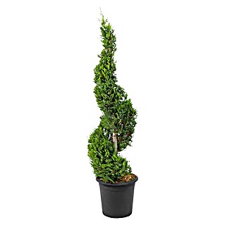 Piardino Leyland-Zypresse (Cupressocyparis leylandii Spirale, Topfvolumen: 9 l)