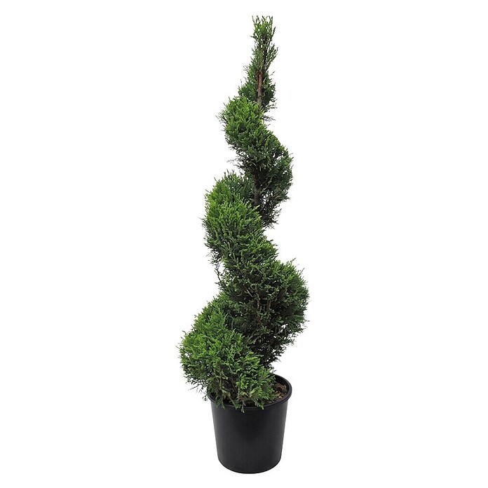Piardino Leyland-Zypresse (Cupressocyparis leylandii Spirale, Topfvolumen: 14 l) | BAUHAUS