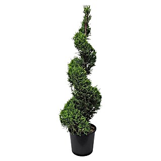 Piardino Leyland-Zypresse (Cupressocyparis leylandii Spirale, Topfvolumen: 14 l)