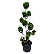 Piardino Leyland-Zypresse (Cupressocyparis leylandii Ponpon, Topfvolumen: 14 l) | BAUHAUS