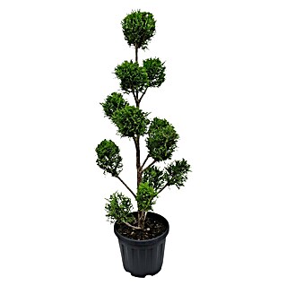 Piardino Leyland-Zypresse (Cupressocyparis leylandii Ponpon, Topfvolumen: 14 l)