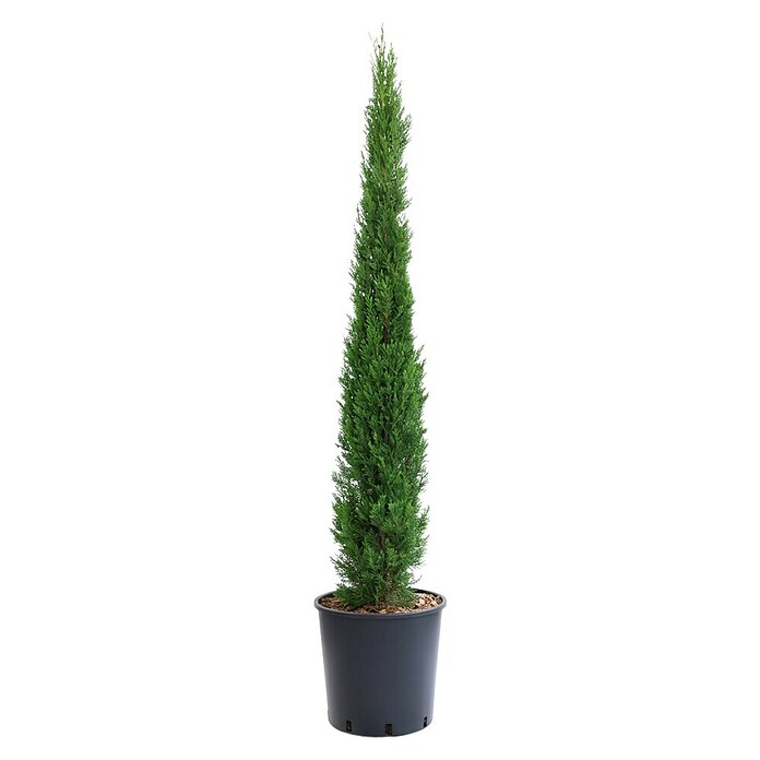 Echte Mittelmeer-Zypresse (Cupressus sempervirens, Topfvolumen: 10 l) | BAUHAUS