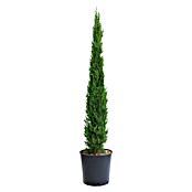 Echte Mittelmeer-Zypresse (Cupressus sempervirens, Topfvolumen: 10 l) | BAUHAUS