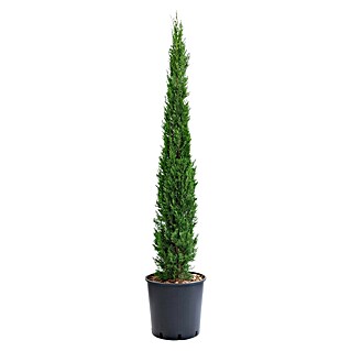 Echte Mittelmeer-Zypresse (Cupressus sempervirens, Topfvolumen: 10 l)