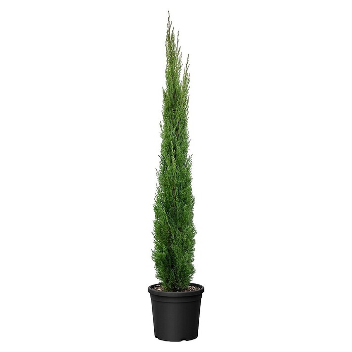 Echte Mittelmeer-Zypresse (Cupressus sempervirens, Topfvolumen: 15 l) | BAUHAUS