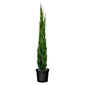 Echte Mittelmeer-Zypresse (Cupressus sempervirens, Topfvolumen: 15 l) | BAUHAUS