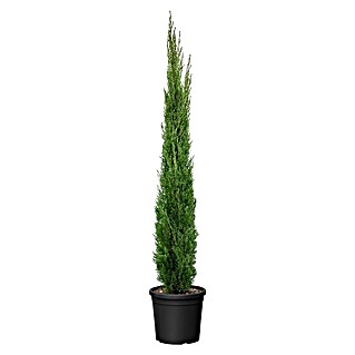 Echte Mittelmeer-Zypresse (Cupressus sempervirens, Topfvolumen: 15 l)