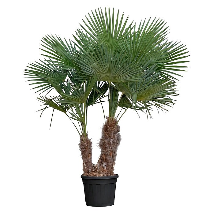 Hanfpalme (Trachycarpus fortunei, Topfgröße: 28 cm) | BAUHAUS