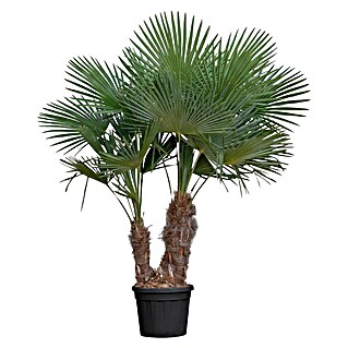 Hanfpalme (Trachycarpus fortunei, Topfgröße: 28 cm)