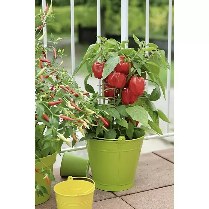 Blu Bio Paprika Midired - Capsicum anuum 'Midired', 12 cm