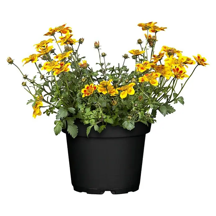 Piardino Goldmarie - Bidens Hybrid 'BeeDance', Topfgröße: 12 cm, Orange, Gelb - Topf mit gelben und roten Blüten.