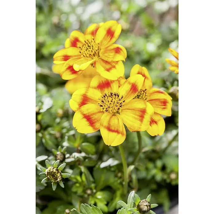 Piardino Goldmarie - Bidens Hybrid 'BeeDance', Topfgröße: 12 cm, Orange, Gelb - Nahaufnahme einer Gruppe leuchtend gelber Ringelblumen mit roten Streifen in einem Garten, die ihre komplizierten Details und leuchtenden Farben zeigen.
