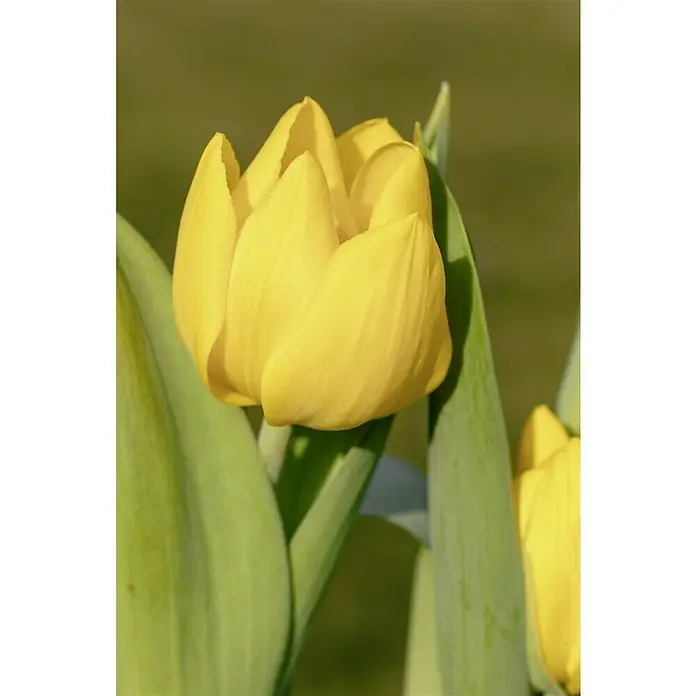Piardino Frühlingsblumenzwiebeln Tulpe 'Yellow Baby' - Tulipia 'Yellow Baby' - Nahaufnahme einer gelben Tulpe in voller Blüte, umgeben von grünen Blättern, die ihre leuchtende Farbe hervorheben.