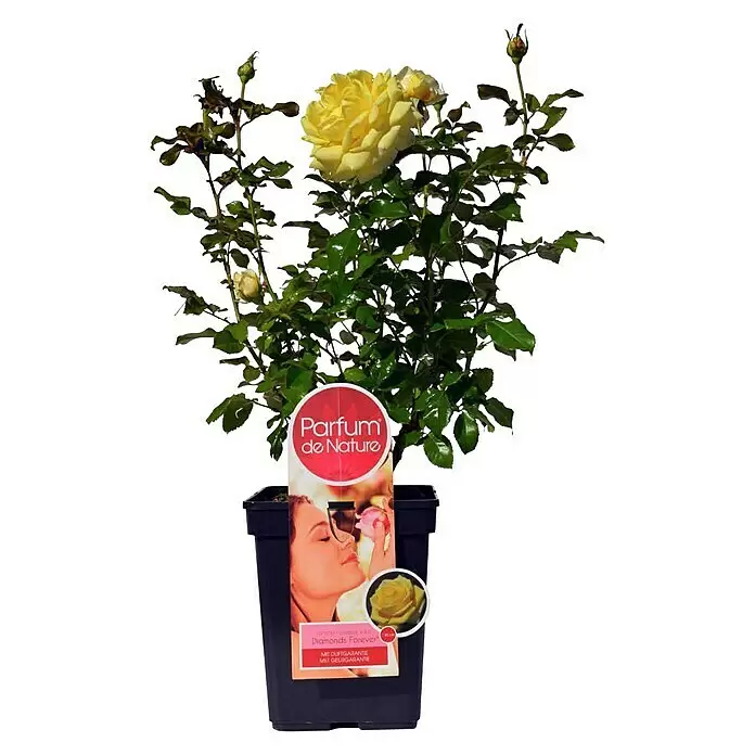 Piardino Edelrose Diamonds Forever - Rosa Hybride, Blütenfarbe: Gelb - Vorderansicht