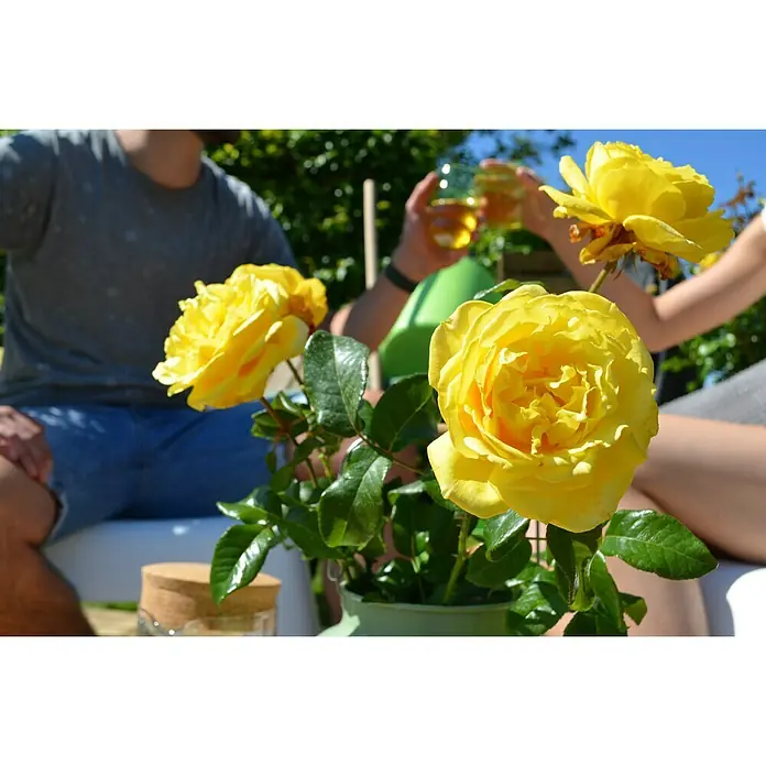 Piardino Edelrose Diamonds Forever - Rosa Hybride, Blütenfarbe: Gelb - Gelbe Rosen in einem Topf mit feiernden Personen im Hintergrund. Frische und festliche Atmosphäre mit strahlenden Rosen.