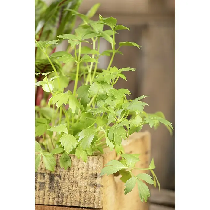 Blu Bio LiebstöckelLevisticum officinale - Grüne Blätter eines Lovage-Kräutergartens, der in einem rustikalen Holzkisten-Pflanzgefäß angebaut wird. Ideal für Suppen und Eintöpfe.