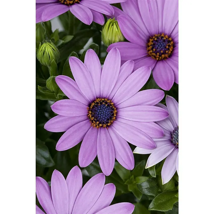 Piardino Kapkörbchen - Osteospermum ecklonis, Topfgröße: 14 cm, Sortenabhängig - Nahaufnahme von violetten Gänseblümchen mit blau-gelbem Zentrum und grünen Blättern.