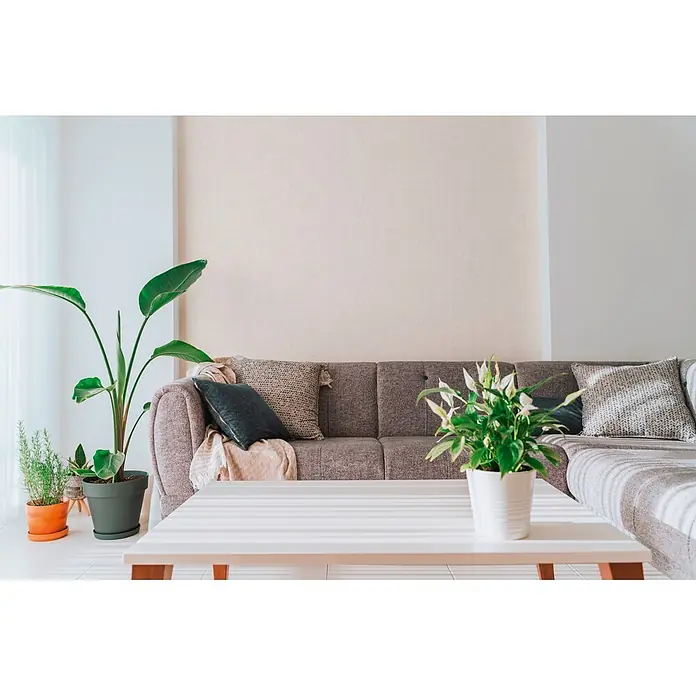 A.S. Création Cuba 2 Vliestapete Uni - Grau-Hellgrau, Uni, 10,05 x 0,53 m - Ein gemütliches Wohnzimmer mit grauem Sofa, weißem Couchtisch und verschiedenen Grünpflanzen.