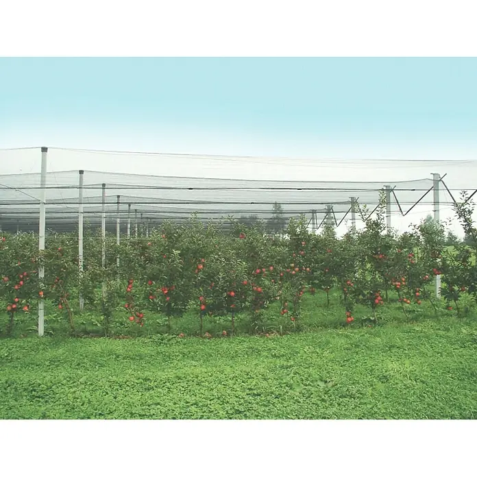 Windhager Hagelschutz-Netz - L x B: 5 x 2 m, Grün - Apfelbaumplantage mit roter Frucht unter Vogelschutznetz. Das Netz schützt die Ernte vor Vögeln und anderen Schädlingen.
