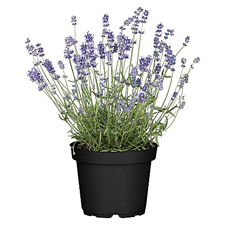 Piardino Lavendel (Lavandula angustifolia, Topfvolumen: 3 l, Blau/Lila)