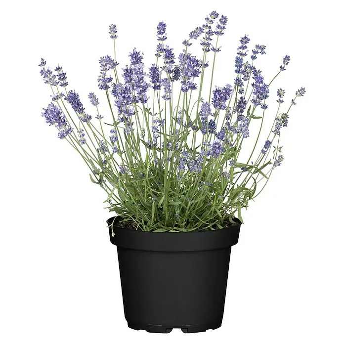 Piardino Lavendel - Lavandula angustifolia, Topfvolumen: 3 l, Blau/Lila - Schöne Lavendelpflanze in einem schwarzen Topf. Die Pflanze hat viele lilafarbene Blüten und grüne Blätter. Ideal für Garten oder Balkon.