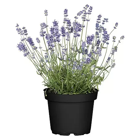 Piardino  Lavendel