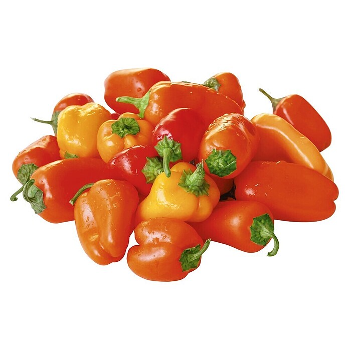 Piardino Paprika (Capsicum annuum, 12 cm, Erntezeit: August) | BAUHAUS
