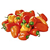 Piardino Paprika (Capsicum annuum, 12 cm, Erntezeit: August) | BAUHAUS