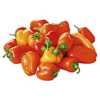 Piardino Paprika (Capsicum annuum, 12 cm, Erntezeit: August)