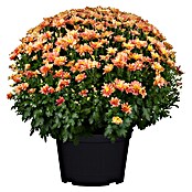 Piardino Herfstchrysant (Potmaat: 19 cm, Bloemkleur: Soortafhankelijk)