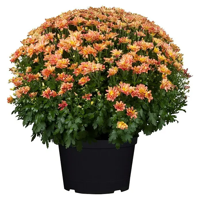 Piardino Herbst-Chrysantheme - Chrysanthemum indicum Hybride, Topfgröße: 19 cm, Blütenfarbe: Sortenabhängig - Eine üppige orangefarbene Chrysanthemenblüte in einem schwarzen Topf. Perfekt für Herbstdekorationen und um Farbe in den Garten zu bringen.