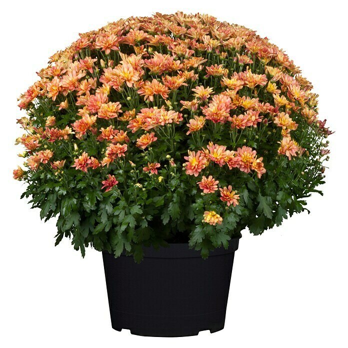 Piardino Herbst-Chrysantheme (Topfgröße: 19 cm, Blütenfarbe: Sortenabhängig)