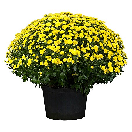 Piardino Herbst-Chrysantheme (Chrysanthemum indicum Hybride, Topfgröße: 19 cm, Blütenfarbe: Sortenabhängig)