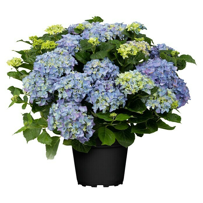 Piardino BauernhortensieHydrangea macrophylla, Blau Front View