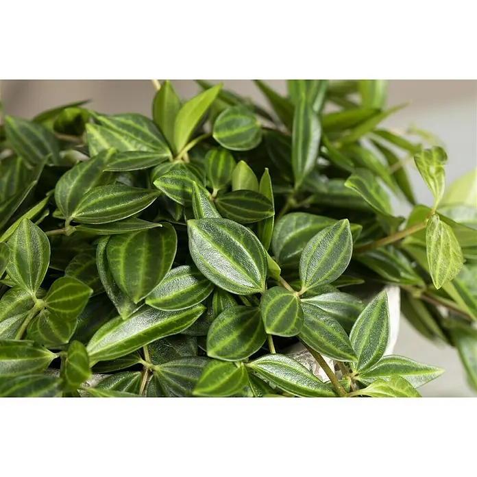 Piardino Zierpfeffer - Topfgröße: 12 cm - Nahaufnahme einer Peperomia-Pflanze mit gestreiften, grünen Blättern, die eine üppige und natürliche Textur zeigt.