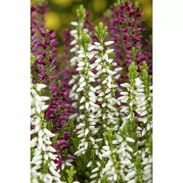 Piardino Besenheide Beauty Ladies - Calluna vulgaris, Topfgröße: 10 cm, Gemischt - Detailaufnahme