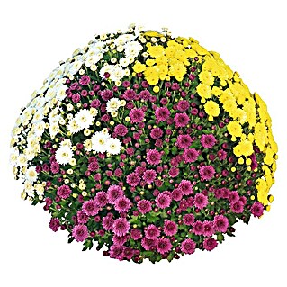 Multiflora-Chrysantheme (Chrysanthemum multiflora, Topfgröße: 14 cm, Sortenabhängig)