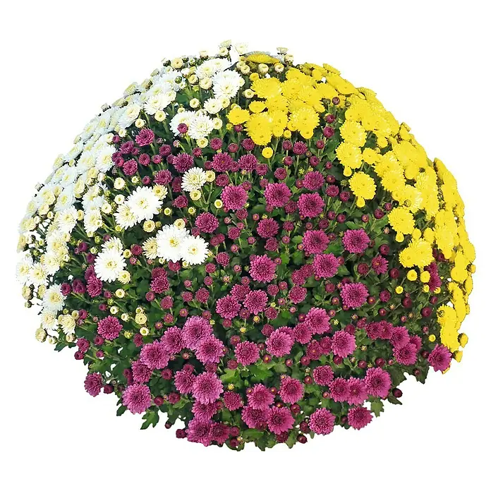 Piardino Multiflora-Chrysantheme - Dendranthema indicum, Topfgröße: 19 cm, Mehrfarbig - Nahaufnahme einer Chrysanthemenblüte mit weißen, gelben und lila Blüten. Die Blüte hat eine runde, üppige Form und ist dicht mit Blüten gefüllt.